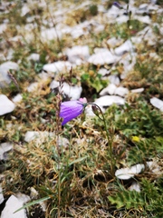 Campanula persicifolia