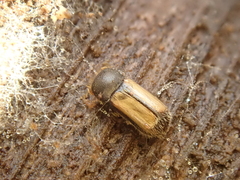 Trypodendron domesticum