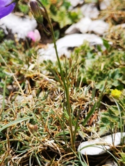 Campanula persicifolia