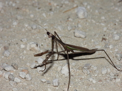 Phasmomantis sumichrasti