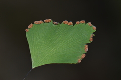 Adiantum tenerum image