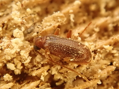 Ptinus