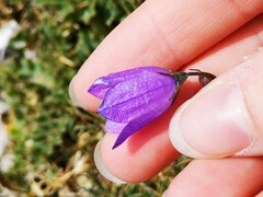 Campanula persicifolia