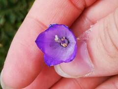 Campanula persicifolia