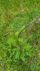 Verbena carolina