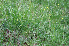 Ranunculus occidentalis