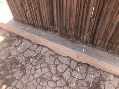 Trachylepis spilogaster