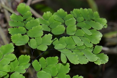 Adiantum tenerum