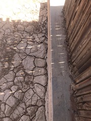 Trachylepis spilogaster