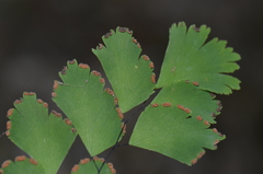 Adiantum tenerum