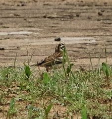 Emberiza flaviventris