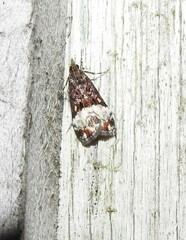 Scoparia minusculalis