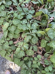 Pachysandra procumbens