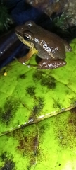Leucostethus fraterdanieli