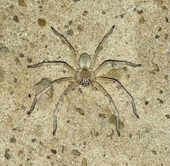 Eusparassus