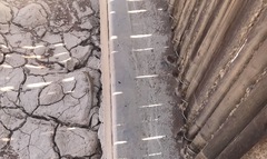 Trachylepis spilogaster