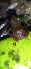 Leucostethus fraterdanieli
