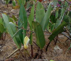 Philodendron edmundoi