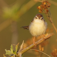 Prinia