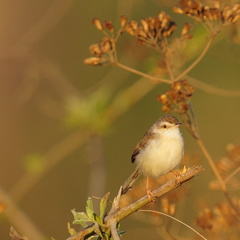 Prinia