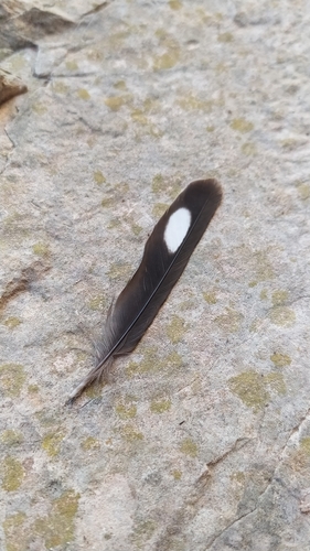 Plume de Hirondelle de rochers