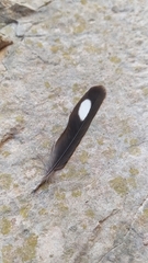 Ptyonoprogne rupestris