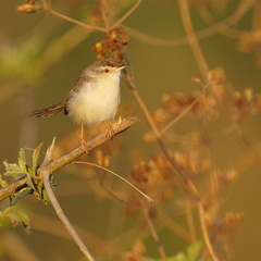 Prinia