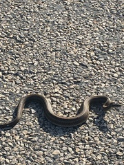 Nerodia clarkii clarkii