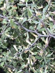 Lycium exsertum