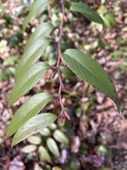 Leucothoe