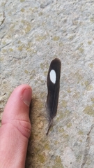 Ptyonoprogne rupestris