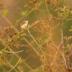 Prinia