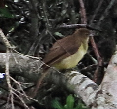 Chlorocichla flaviventris