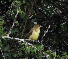 Chlorocichla flaviventris