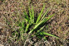 Yucca gloriosa