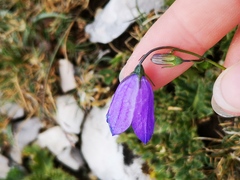 Campanula persicifolia