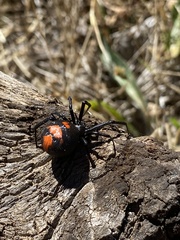Latrodectus thoracicus