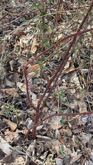 Rubus phoenicolasius