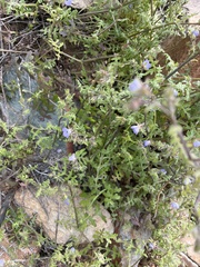 Hydrophylloideae