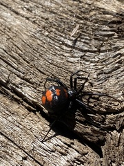 Latrodectus thoracicus