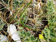 Campanula persicifolia