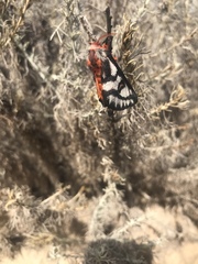 Hemileuca electra electra