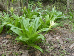 Crinum