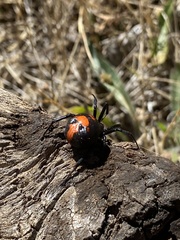Latrodectus thoracicus