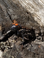 Latrodectus thoracicus