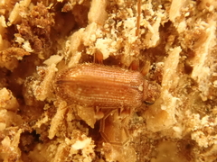 Ptinus