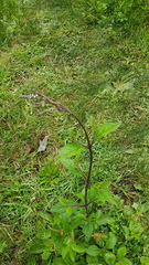 Verbena carolina
