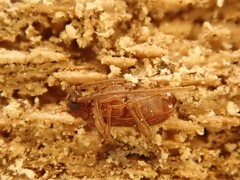 Ptinus