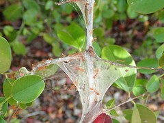 Oecophylla longinoda