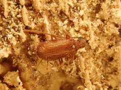 Ptinus